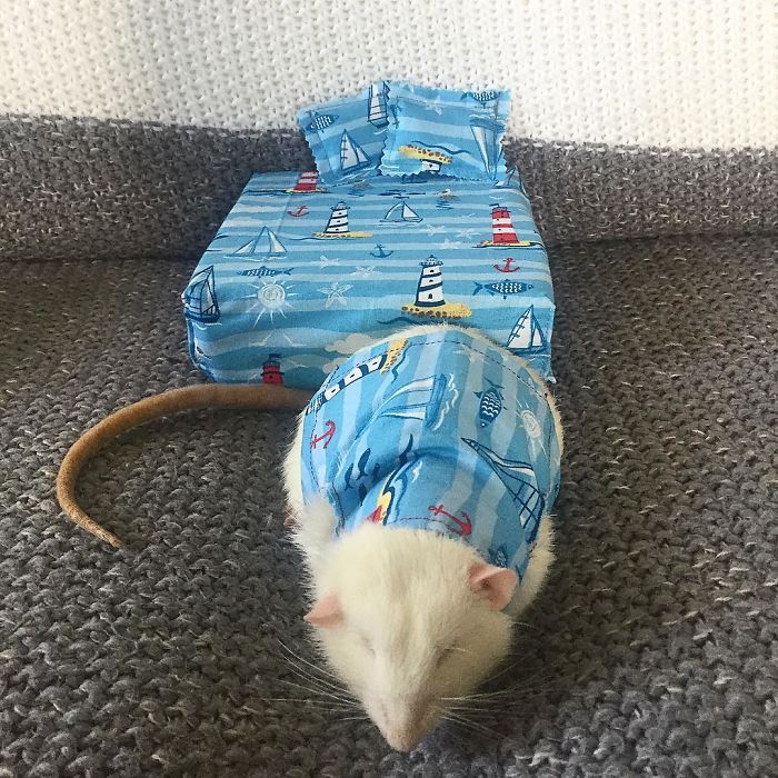 This Woman Makes Mattresses For Rats As Well As Matching Pajamas, And They’re Adorable This Woman Makes Mattresses For Rats As Well As Matching Pajamas, And They’re Adorable