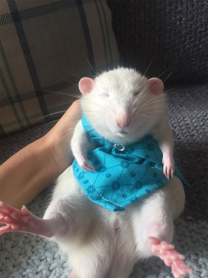 This Woman Makes Mattresses For Rats As Well As Matching Pajamas, And They’re Adorable This Woman Makes Mattresses For Rats As Well As Matching Pajamas, And They’re Adorable