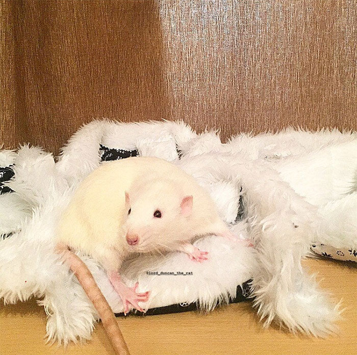 This Woman Makes Mattresses For Rats As Well As Matching Pajamas, And They’re Adorable This Woman Makes Mattresses For Rats As Well As Matching Pajamas, And They’re Adorable