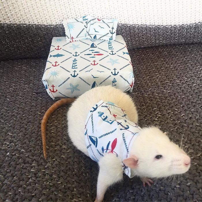This Woman Makes Mattresses For Rats As Well As Matching Pajamas, And They’re Adorable This Woman Makes Mattresses For Rats As Well As Matching Pajamas, And They’re Adorable