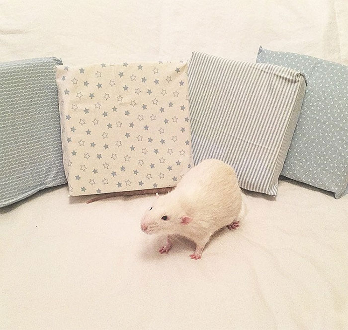 This Woman Makes Mattresses For Rats As Well As Matching Pajamas, And They’re Adorable This Woman Makes Mattresses For Rats As Well As Matching Pajamas, And They’re Adorable