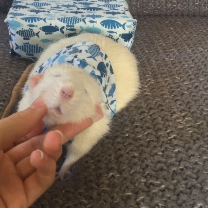 This Woman Makes Mattresses For Rats As Well As Matching Pajamas, And They’re Adorable This Woman Makes Mattresses For Rats As Well As Matching Pajamas, And They’re Adorable