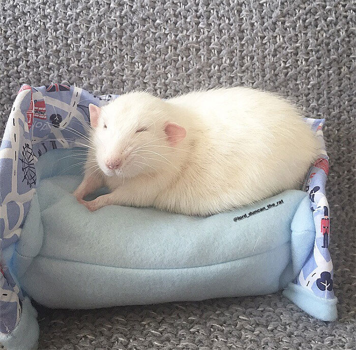 This Woman Makes Mattresses For Rats As Well As Matching Pajamas, And They’re Adorable This Woman Makes Mattresses For Rats As Well As Matching Pajamas, And They’re Adorable