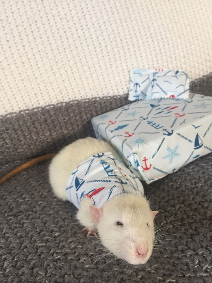 This Woman Makes Mattresses For Rats As Well As Matching Pajamas, And They’re Adorable This Woman Makes Mattresses For Rats As Well As Matching Pajamas, And They’re Adorable