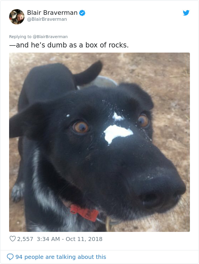 Woman Documents How Her Lovely But &#8216;Dumb As A Box Of Rocks&#8217; Sled Dog Took Her Home And It&#8217;s Hilarious