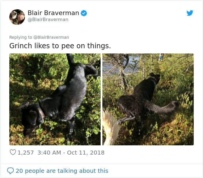 Woman Documents How Her Lovely But &#8216;Dumb As A Box Of Rocks&#8217; Sled Dog Took Her Home And It&#8217;s Hilarious