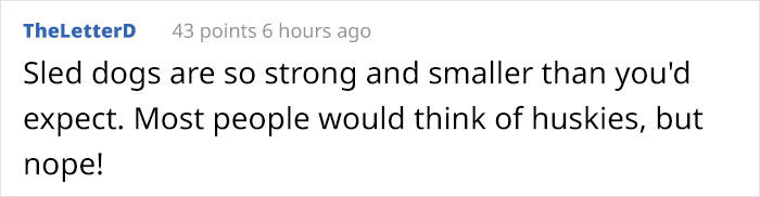 Woman Documents How Her Lovely But &#8216;Dumb As A Box Of Rocks&#8217; Sled Dog Took Her Home And It&#8217;s Hilarious