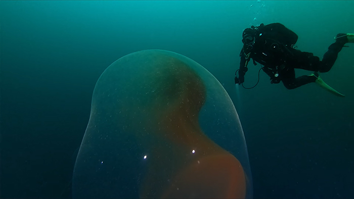 Two Divers Went To Check Out A WWII Ship Wreck, Stumbled Upon A Huge Squid Egg Sac Instead Two Divers Went To Check Out A WWII Ship Wreck, Stumbled Upon A Huge Squid Egg Sac Instead