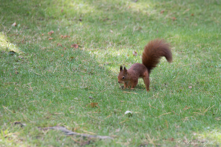 Red Squirrels In Holland Red Squirrels In Holland