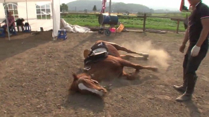 Dramatic Horse Pretends To Be Dead Whenever People Try To Ride Him Dramatic Horse Pretends To Be Dead Whenever People Try To Ride Him