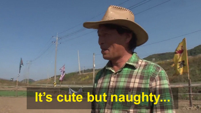 Dramatic Horse Pretends To Be Dead Whenever People Try To Ride Him Dramatic Horse Pretends To Be Dead Whenever People Try To Ride Him