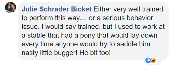 Dramatic Horse Pretends To Be Dead Whenever People Try To Ride Him Dramatic Horse Pretends To Be Dead Whenever People Try To Ride Him