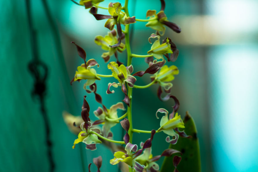 I Have Been Photographing Orchids Since The Day I Got My First Camera