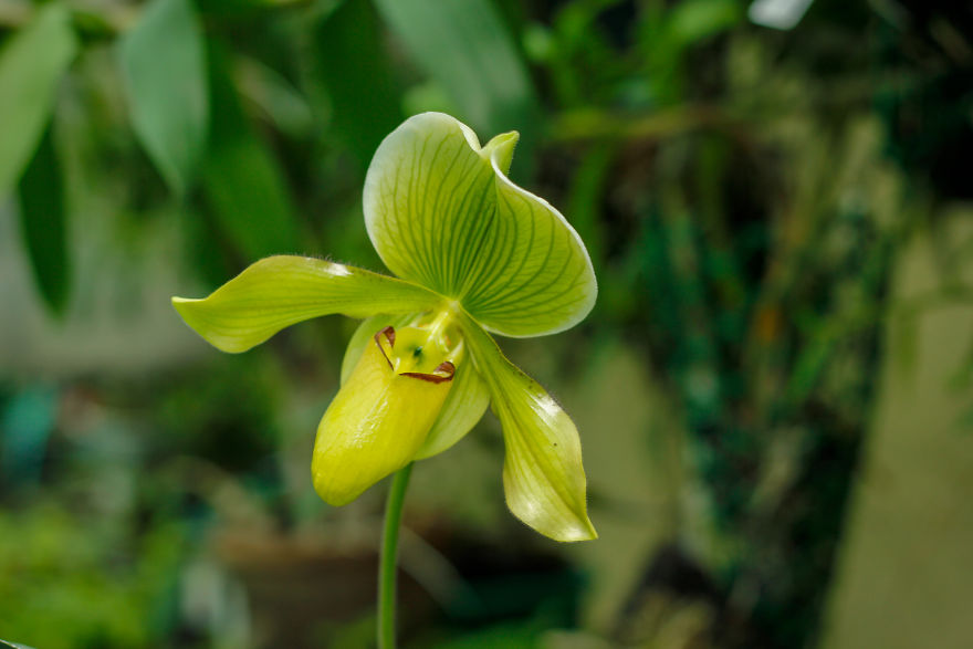 I Have Been Photographing Orchids Since The Day I Got My First Camera I Have Been Photographing Orchids Since The Day I Got My First Camera
