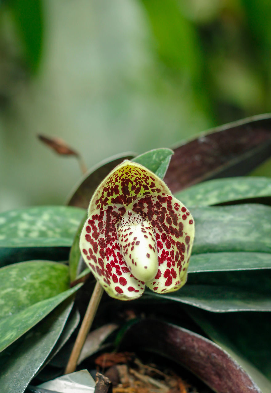 I Have Been Photographing Orchids Since The Day I Got My First Camera I Have Been Photographing Orchids Since The Day I Got My First Camera
