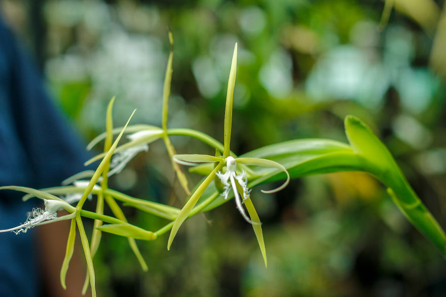 I Have Been Photographing Orchids Since The Day I Got My First Camera
