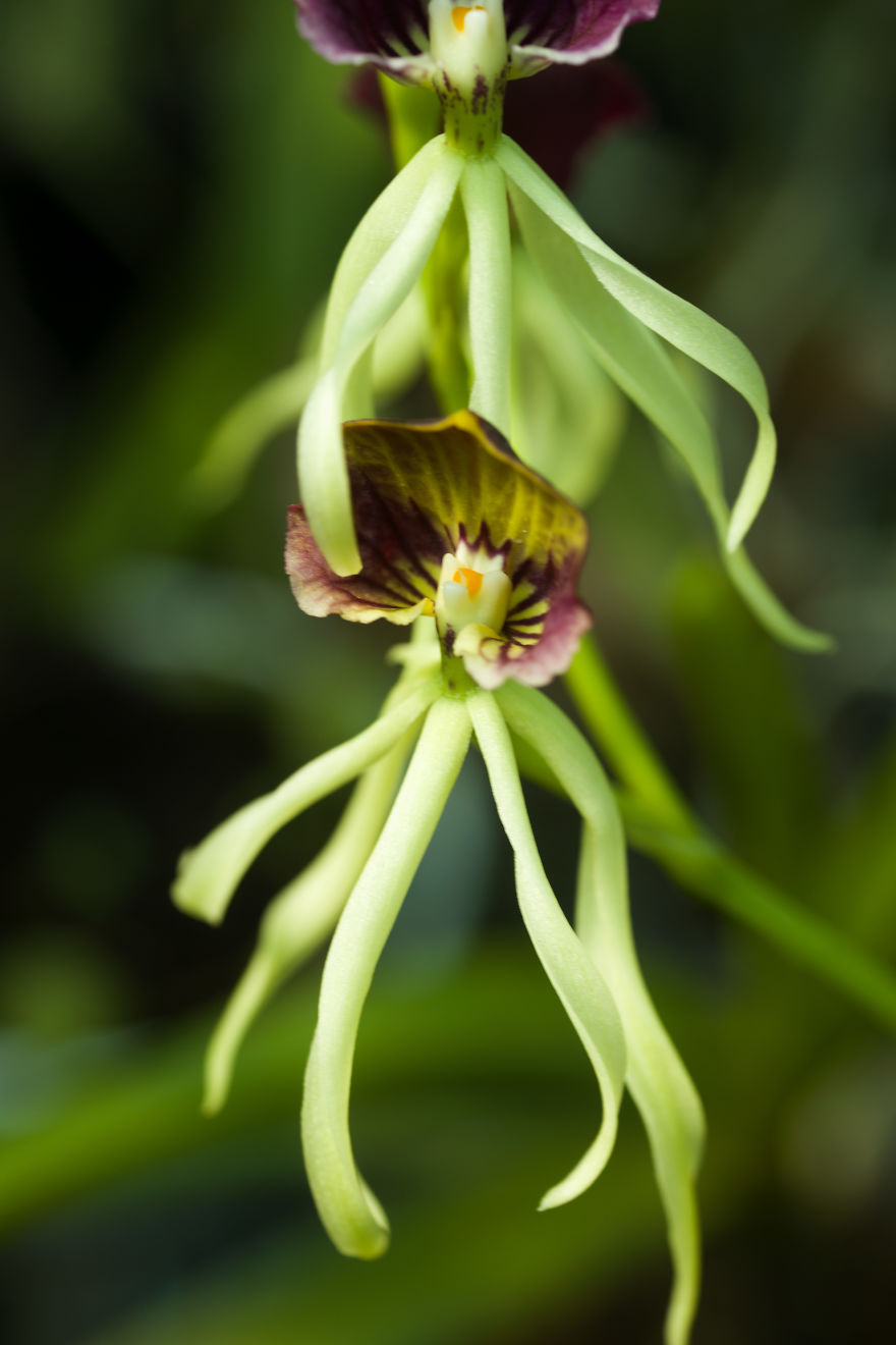 I Have Been Photographing Orchids Since The Day I Got My First Camera