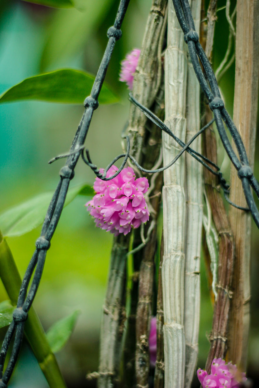 I Have Been Photographing Orchids Since The Day I Got My First Camera