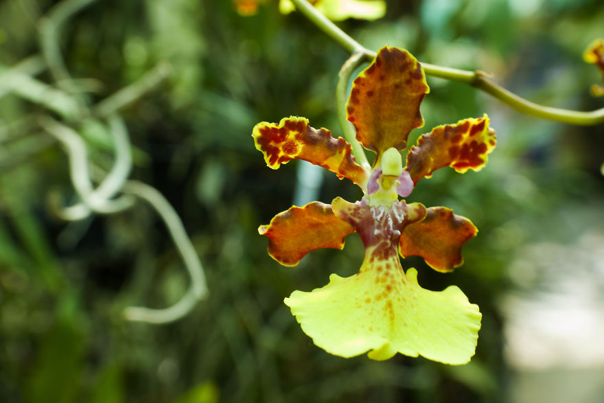 I Have Been Photographing Orchids Since The Day I Got My First Camera I Have Been Photographing Orchids Since The Day I Got My First Camera