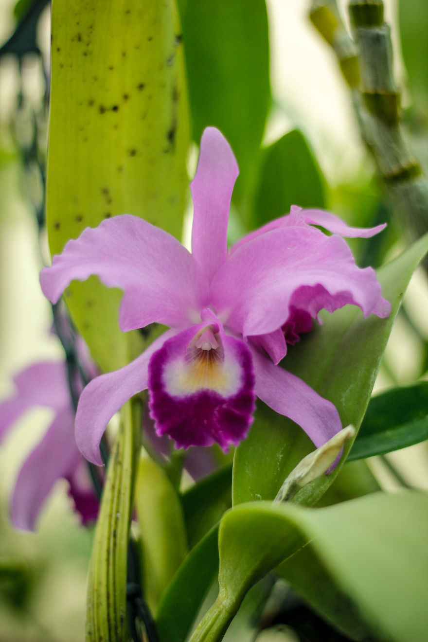 I Have Been Photographing Orchids Since The Day I Got My First Camera