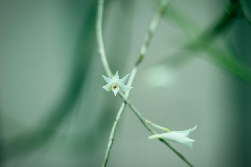 I Have Been Photographing Orchids Since The Day I Got My First Camera