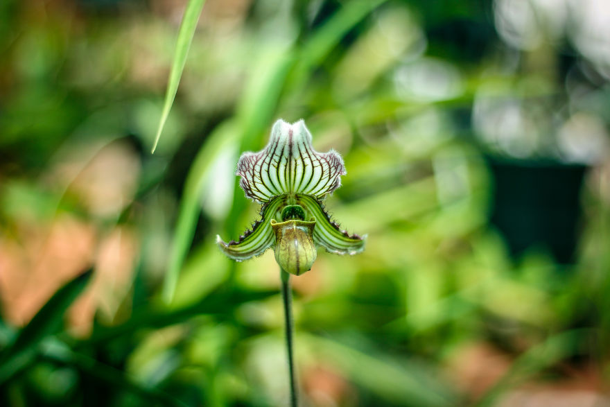 I Have Been Photographing Orchids Since The Day I Got My First Camera
