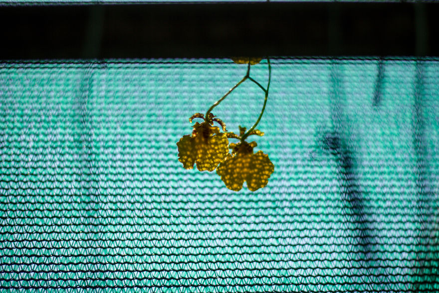 I Have Been Photographing Orchids Since The Day I Got My First Camera