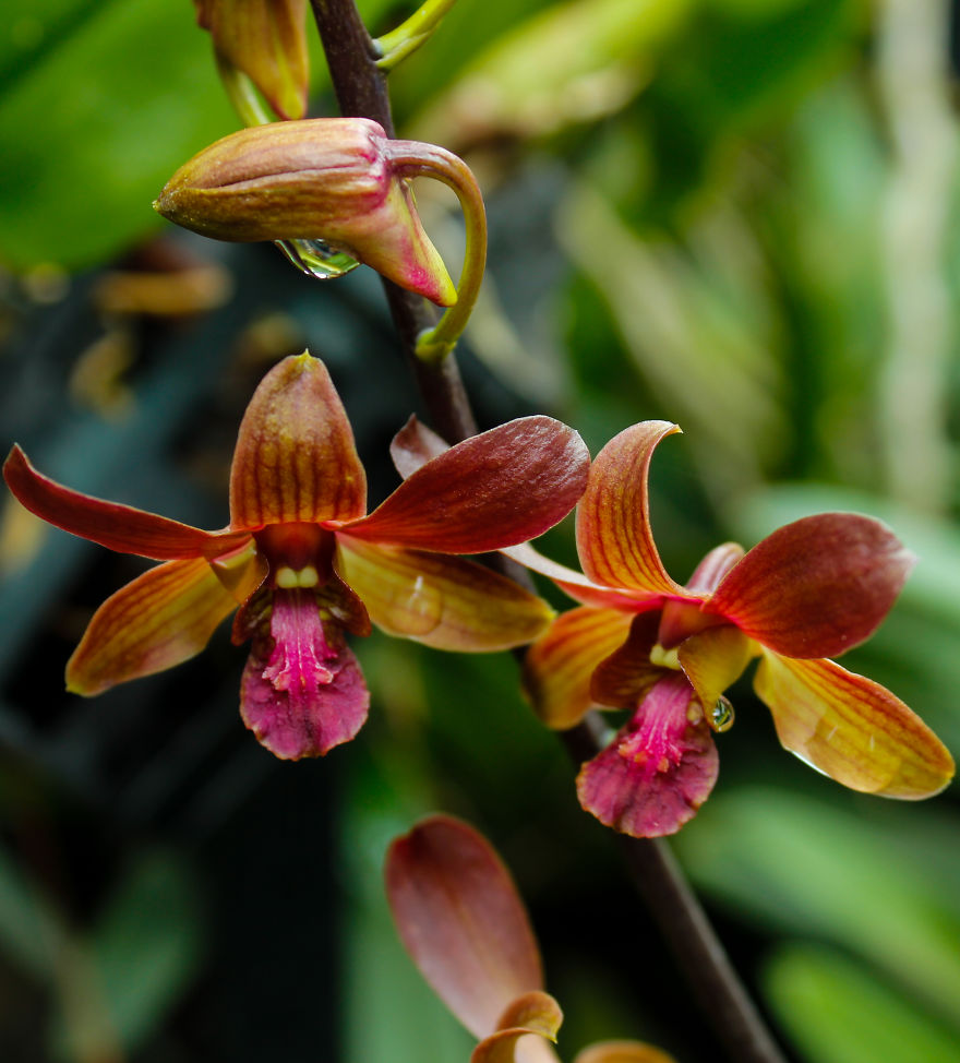 I Have Been Photographing Orchids Since The Day I Got My First Camera