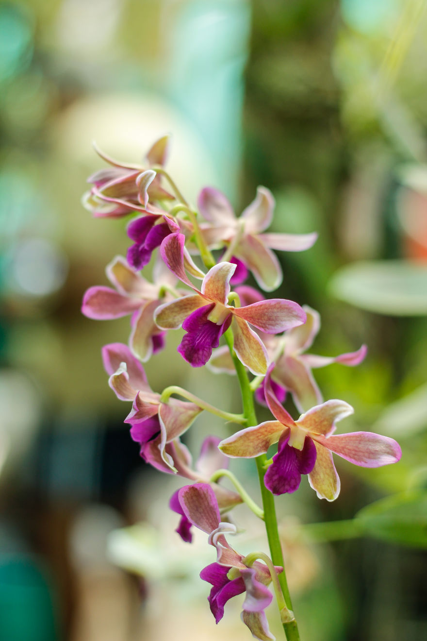 I Have Been Photographing Orchids Since The Day I Got My First Camera