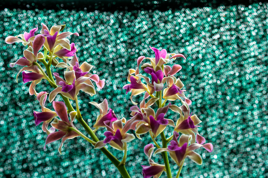 I Have Been Photographing Orchids Since The Day I Got My First Camera