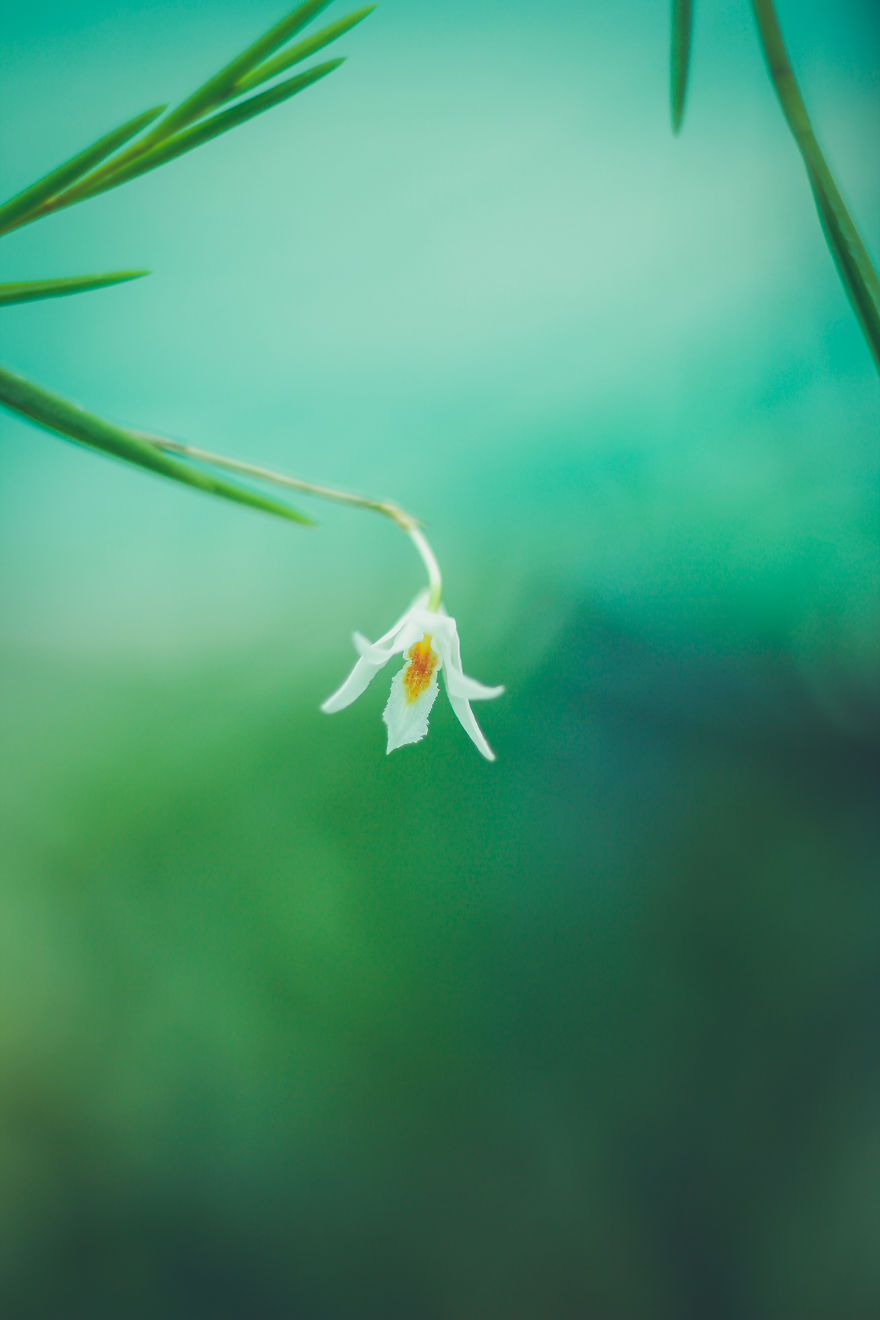 I Have Been Photographing Orchids Since The Day I Got My First Camera I Have Been Photographing Orchids Since The Day I Got My First Camera