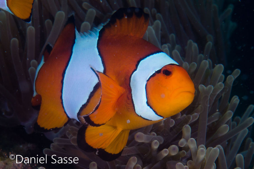 My 17 Pictures Of Nemo In Real Life