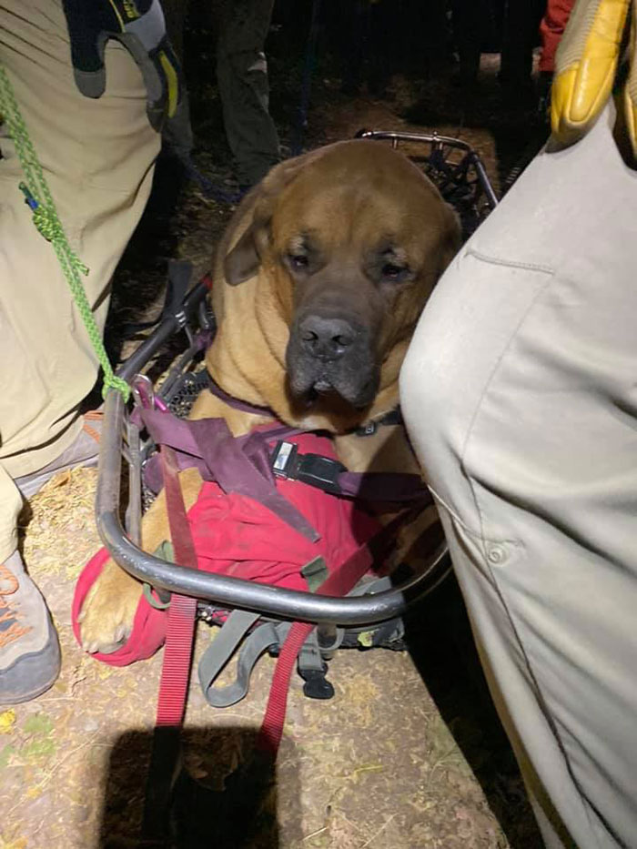 Floyd The Majestic 190-Pound Mastiff Ran Out Of Steam And Had To Be Rescued From A Mountain Floyd The Majestic 190-Pound Mastiff Ran Out Of Steam And Had To Be Rescued From A Mountain