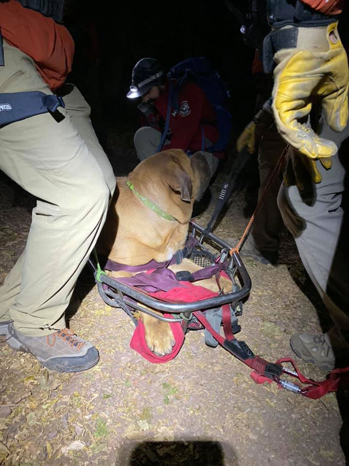 Floyd The Majestic 190-Pound Mastiff Ran Out Of Steam And Had To Be Rescued From A Mountain Floyd The Majestic 190-Pound Mastiff Ran Out Of Steam And Had To Be Rescued From A Mountain