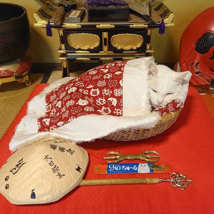 There Is A Cat Temple In Japan And Its Monks Are The Cutest There Is A Cat Temple In Japan And Its Monks Are The Cutest