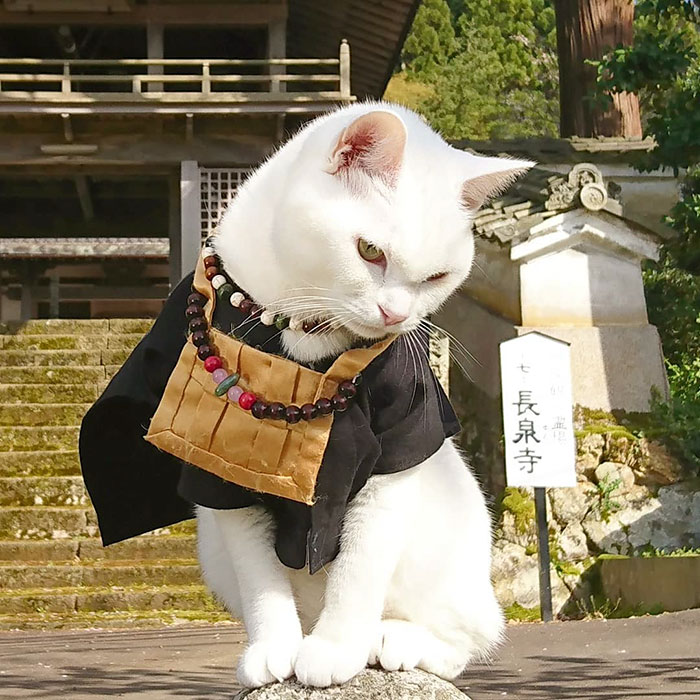 There Is A Cat Temple In Japan And Its Monks Are The Cutest There Is A Cat Temple In Japan And Its Monks Are The Cutest