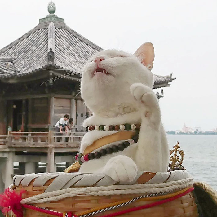 There Is A Cat Temple In Japan And Its Monks Are The Cutest There Is A Cat Temple In Japan And Its Monks Are The Cutest