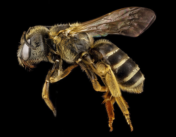 Bees Are Now Officially Declared To Be The Most Important Beings On Earth Bees Are Now Officially Declared To Be The Most Important Beings On Earth