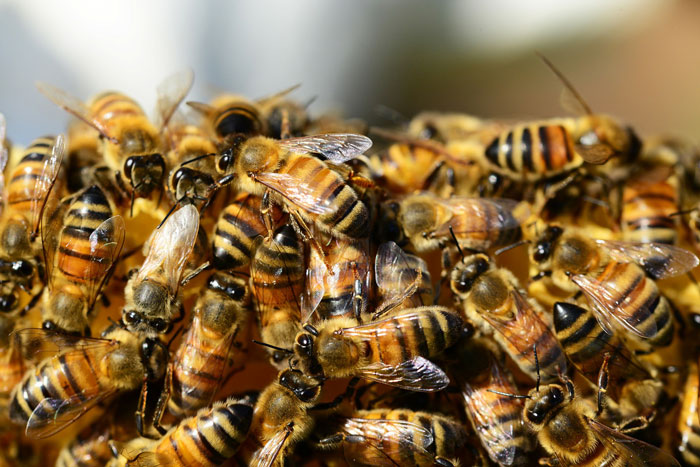 Bees Are Now Officially Declared To Be The Most Important Beings On Earth Bees Are Now Officially Declared To Be The Most Important Beings On Earth