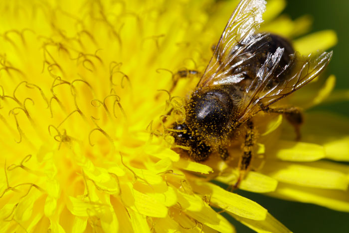 Bees Are Now Officially Declared To Be The Most Important Beings On Earth Bees Are Now Officially Declared To Be The Most Important Beings On Earth