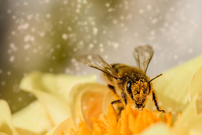 Bees Are Now Officially Declared To Be The Most Important Beings On Earth Bees Are Now Officially Declared To Be The Most Important Beings On Earth