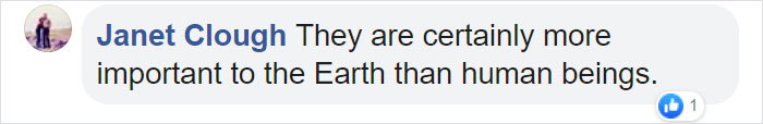 Bees Are Now Officially Declared To Be The Most Important Beings On Earth Bees Are Now Officially Declared To Be The Most Important Beings On Earth