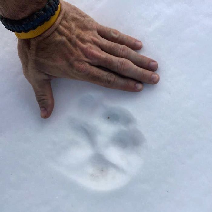 Meet The Canada Lynx Cat With Paws As Big As A Human Hand Meet The Canada Lynx Cat With Paws As Big As A Human Hand