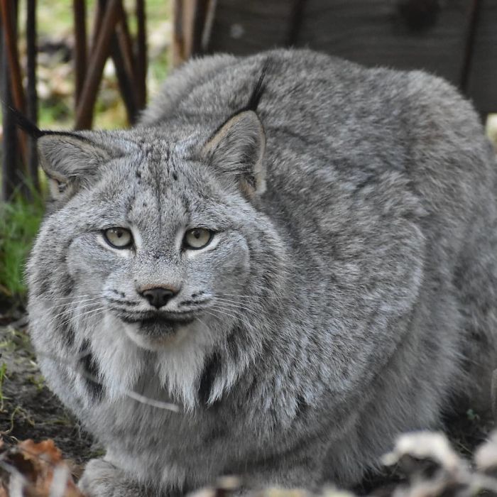 Meet The Canada Lynx Cat With Paws As Big As A Human Hand Meet The Canada Lynx Cat With Paws As Big As A Human Hand