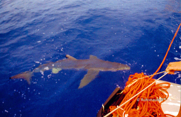 In 1999, This Man And His Friend Spent 119 Days In A Floating Car And Crossed The Atlantic In 1999, This Man And His Friend Spent 119 Days In A Floating Car And Crossed The Atlantic