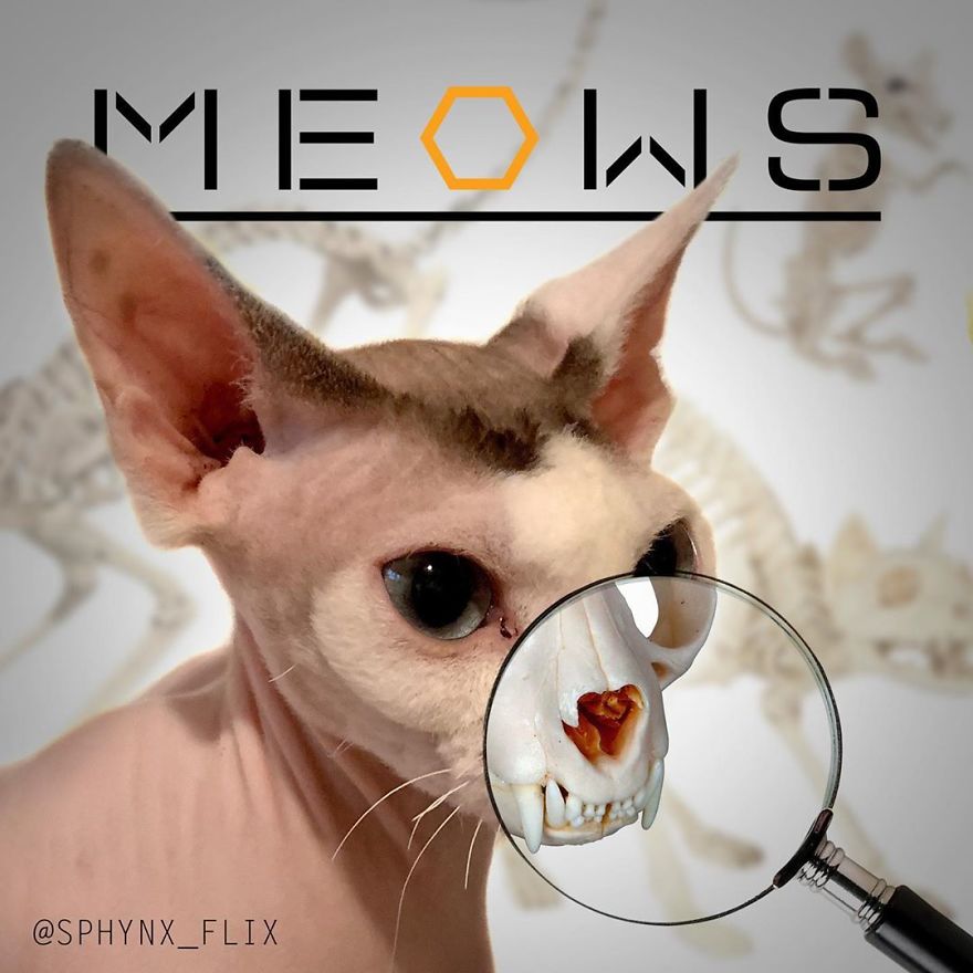 My 66 Movie Poster Parodies Starring Sphynx Cats My 66 Movie Poster Parodies Starring Sphynx Cats