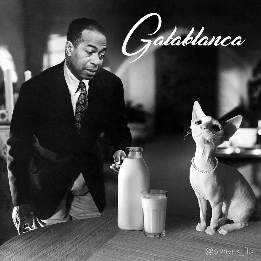 My 66 Movie Poster Parodies Starring Sphynx Cats My 66 Movie Poster Parodies Starring Sphynx Cats