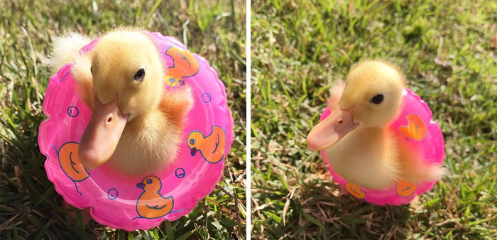 These 35 Pics Of Cute Ducks Might Make Your Day Better These 35 Pics Of Cute Ducks Might Make Your Day Better