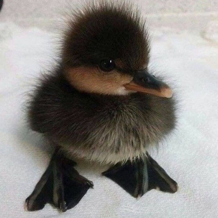 These 35 Pics Of Cute Ducks Might Make Your Day Better These 35 Pics Of Cute Ducks Might Make Your Day Better