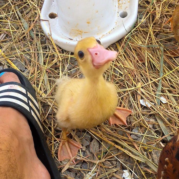 These 35 Pics Of Cute Ducks Might Make Your Day Better These 35 Pics Of Cute Ducks Might Make Your Day Better